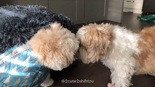 [shih tzu] What&#39;s Dis? Spinning Rock? Play Time + Funny Interaction