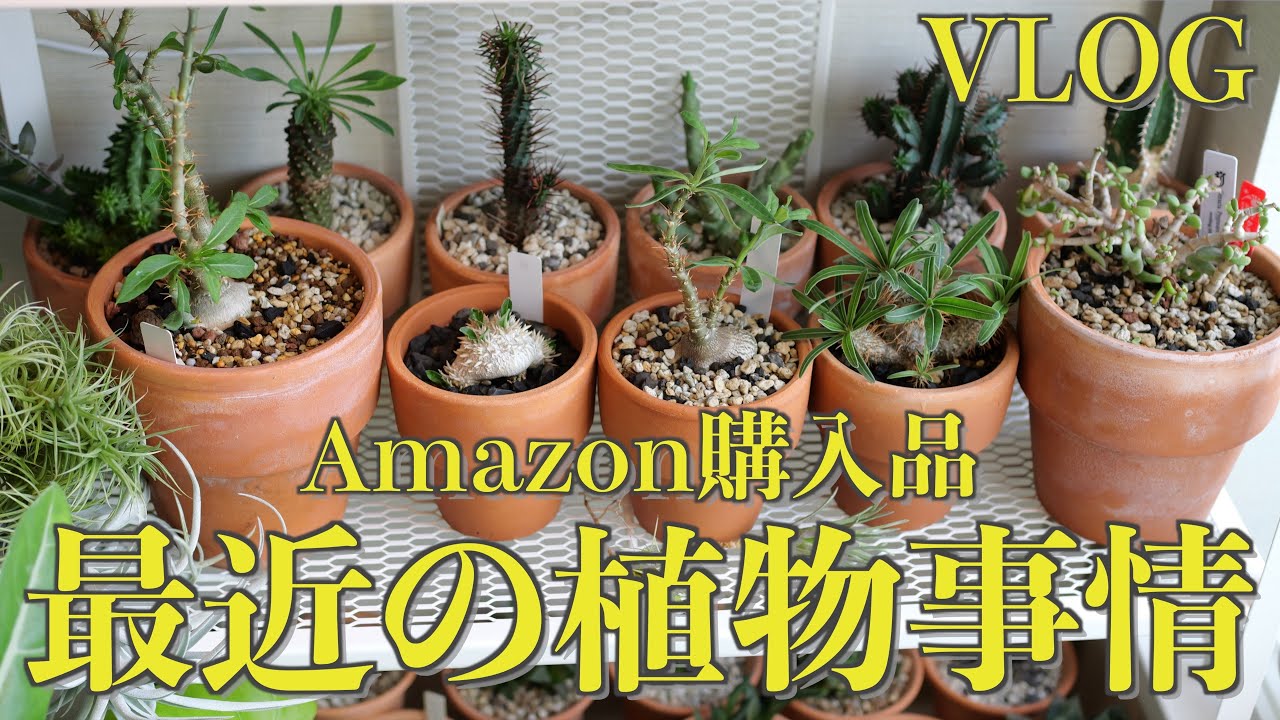 VLOG] Amazon Purchases and Recent Plant News | Grow Light