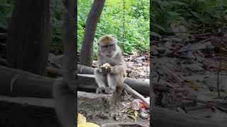 Download Lagu MONYET SAHUR DI SIANG HARI #shorts #tiktok #bebek MP3 Download Lagu MONYET SAHUR DI SIANG HARI #shorts #tiktok #bebek MP3