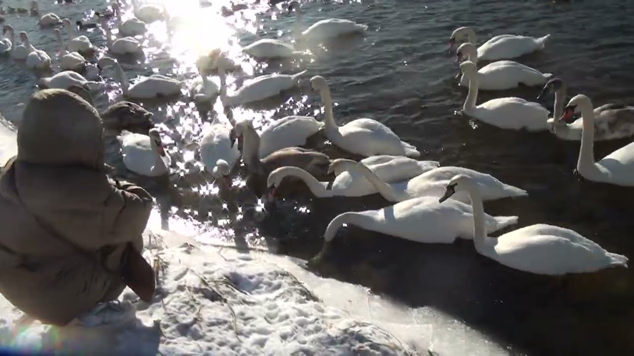 Have a nice and joyful Sunday on the banks of the Nemunas River, Lithuania! 00431