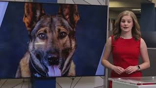 MSCO K9 Leo stable after being shot (Feb. 19, 2024)