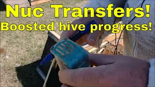 Transferring Nucs - That Bee Man