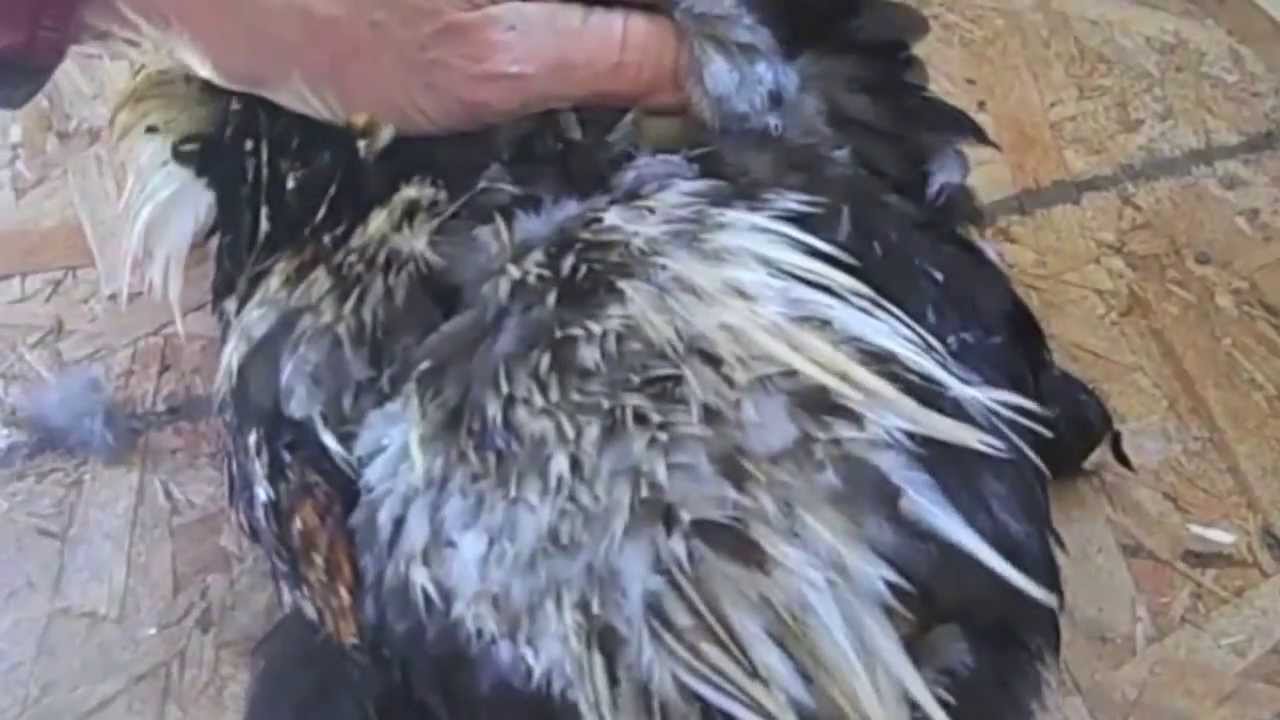 How To Kill A Chicken YouTube