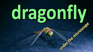 Dragonfly under the MICROSCOPE // invisible world
