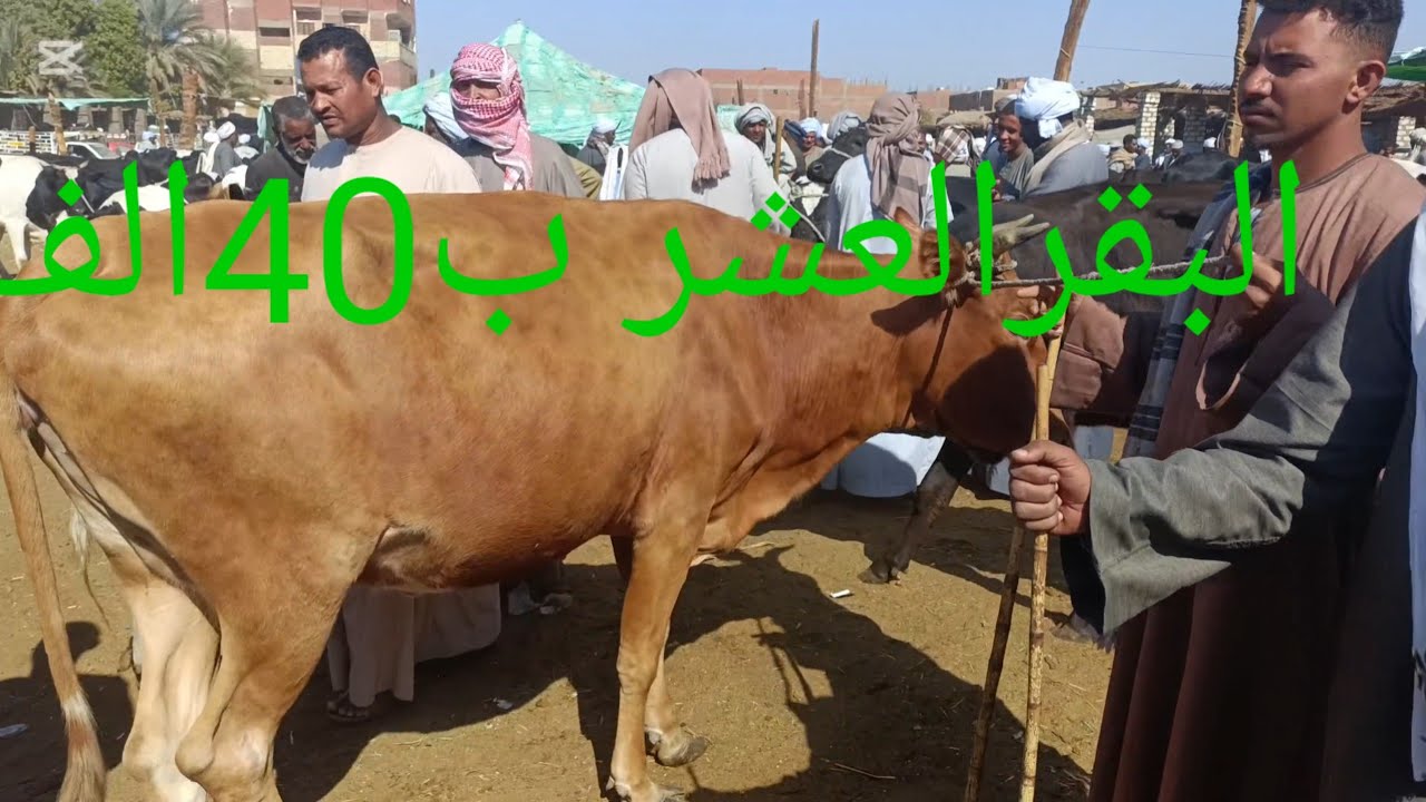 اتفرج وشوف الاسعار من سوق دراوو٣ ديسمبر ٢٠٢٤
