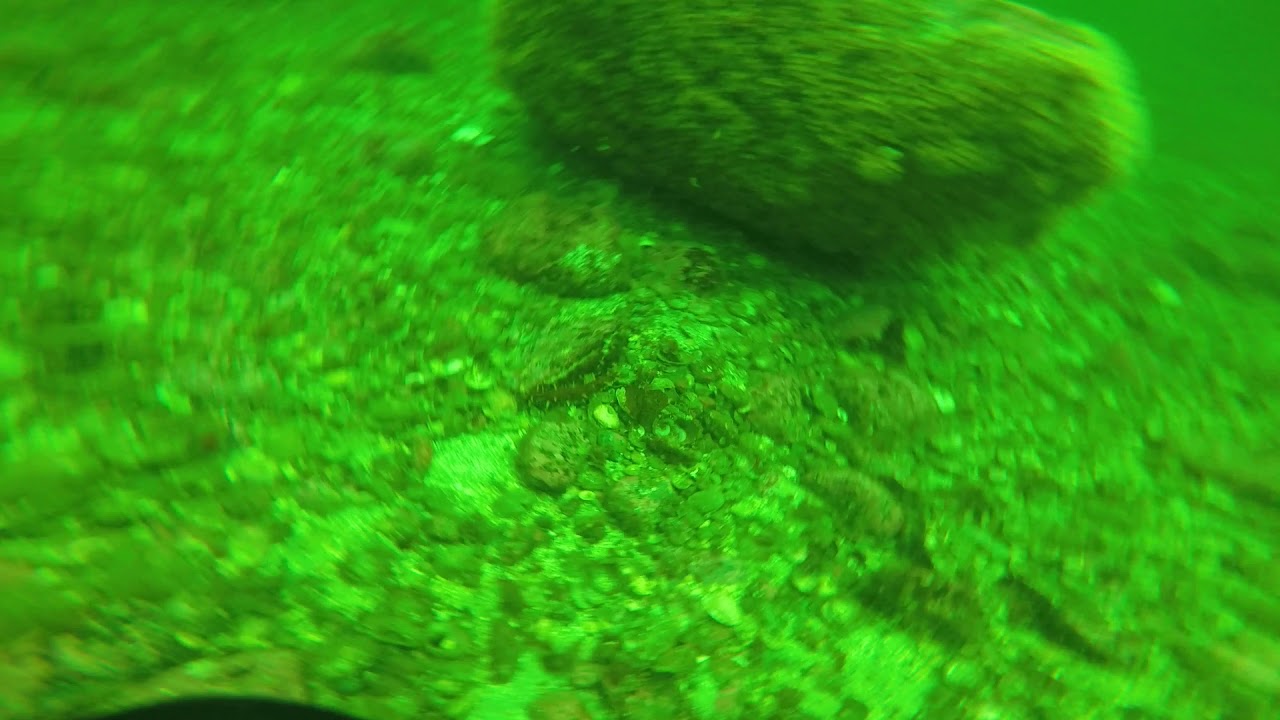 Sea cucumber diving Southeast Alaska YouTube