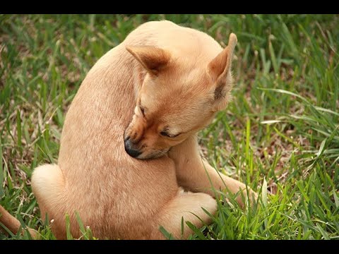 تصویری: Chiggers On Dogs: آنچه شما باید بدانید