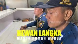 Hewan Langka Masuk Rumah Warga | UJUNG-UJUNGNYA DAMKAR (25/08/25)
