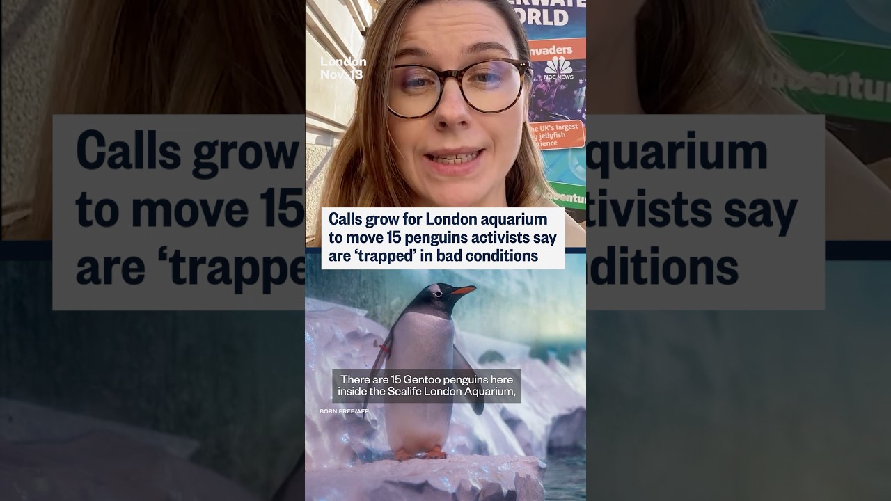 Calls grow for London aquarium to move 16 penguins that activists say are 'trapped'