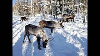 Running Reindeer Ranch - Road Tripping with the Youngs