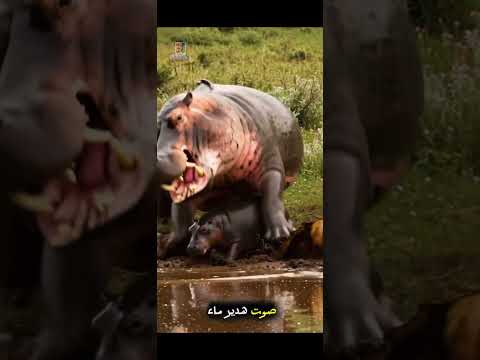 نجا بأعجوبة لأن أمه قاتلت