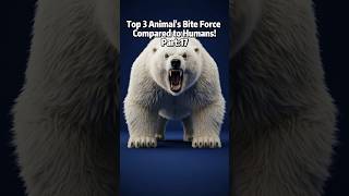 Polar Bear Vs Honey Badger Vs Alligator Bite Force vs Human 😳 #biteforce #educationalvideo