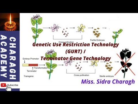 Genetic Use Restriction Technology (GURT)/ Terminator Gene Technology