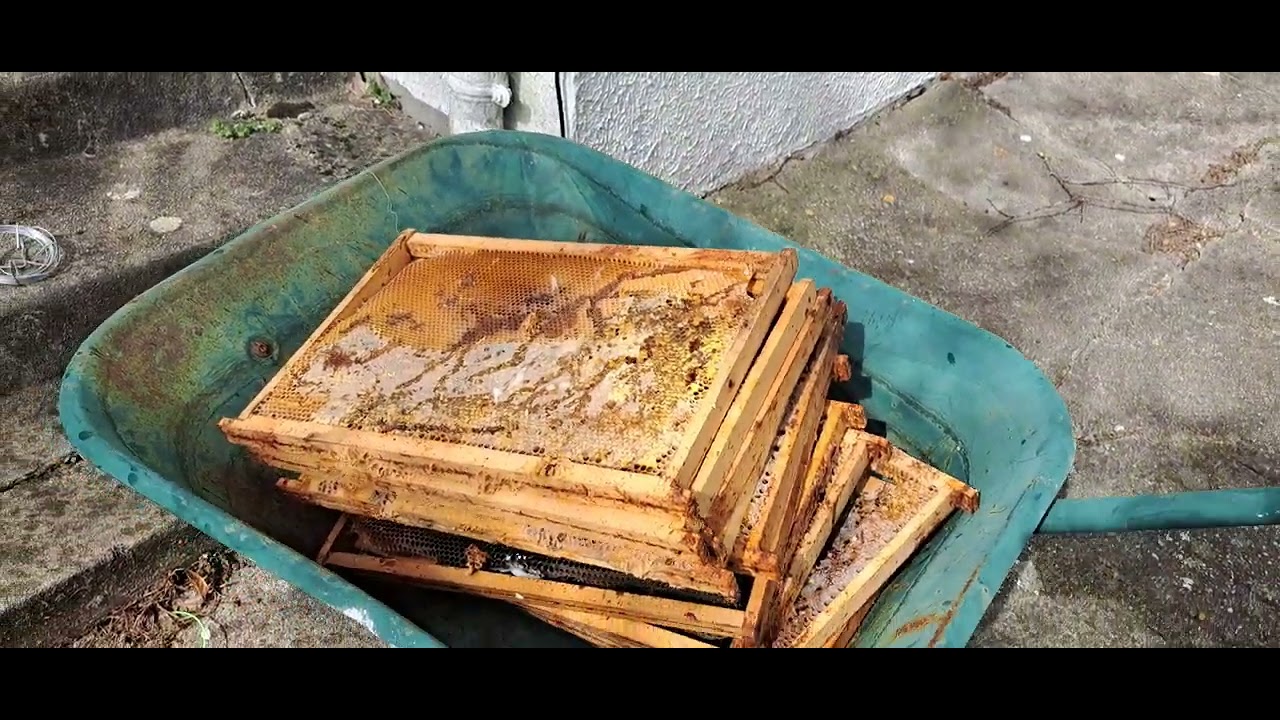 Nettoyage d'une ruche morte.12/03/25