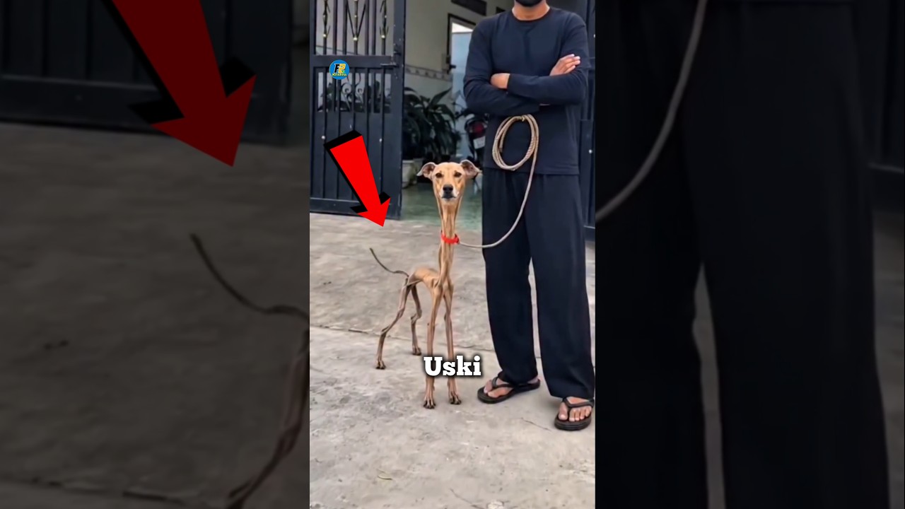 Dog Attack Survival ( Part - 2 ) 😳