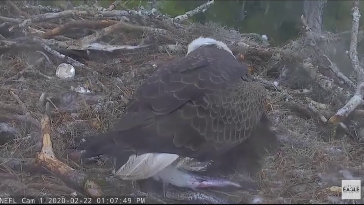 AEF NEFL 22220 Samson Gets Catfish Barb Stuck in His Tail YouTube