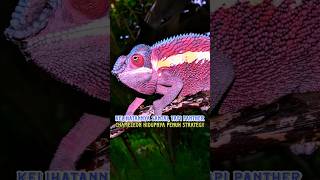 Gak Cuma Soal Warna, Ini Skill Rahasia Yang Dimiliki Panther Chameleon! #pembahasanhewan