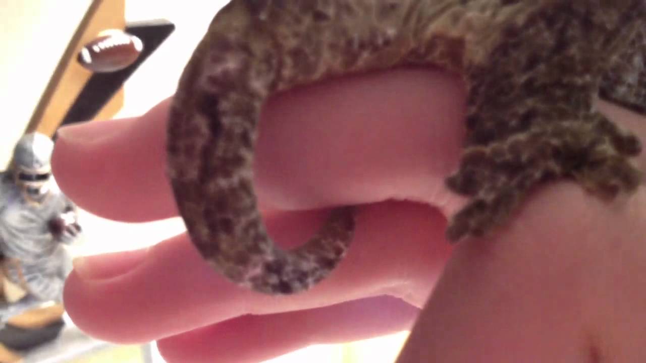 video phone beyonce mp3 One of my 4 Leachianus Geckos