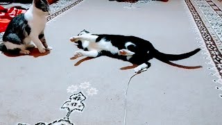 Kitten Vs older|| when kitten Energy and Age Clash screenshot 4