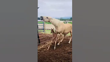 Short De Yegua Protegiendo Su Potrillo Caballos Horse 