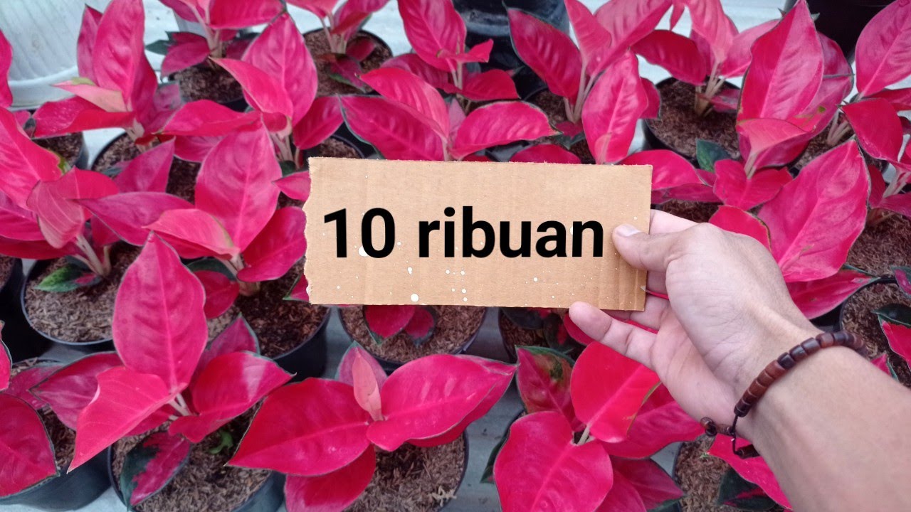 Tanaman Hias Aglonema Murah