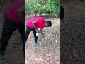 mango harvesting # kaverypattinam#easyfarming #fruit #fruitfly #food #dharmapuri #agriculture
