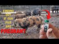 Is our pig PREGNANT? (how to tell if your sow is pregnant) Using a P-Test to find out!