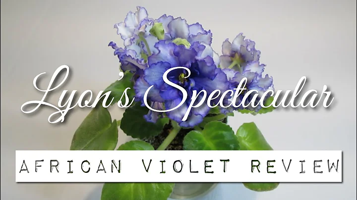 Lyon's Spectacular - African Violet Review