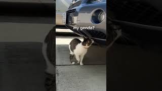 🧰👩🏻‍🔧 #mechanic #catoftheday #tiktoktrend #cat #catshorts