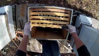 Beehive Necropsy In New Hampshire -How Did My Bees Die?
