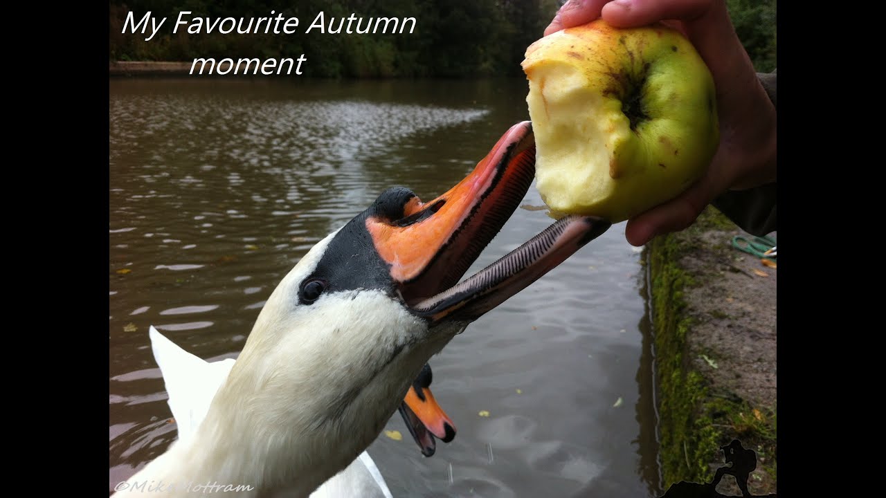 My Autumn for BBC Autumnwatch