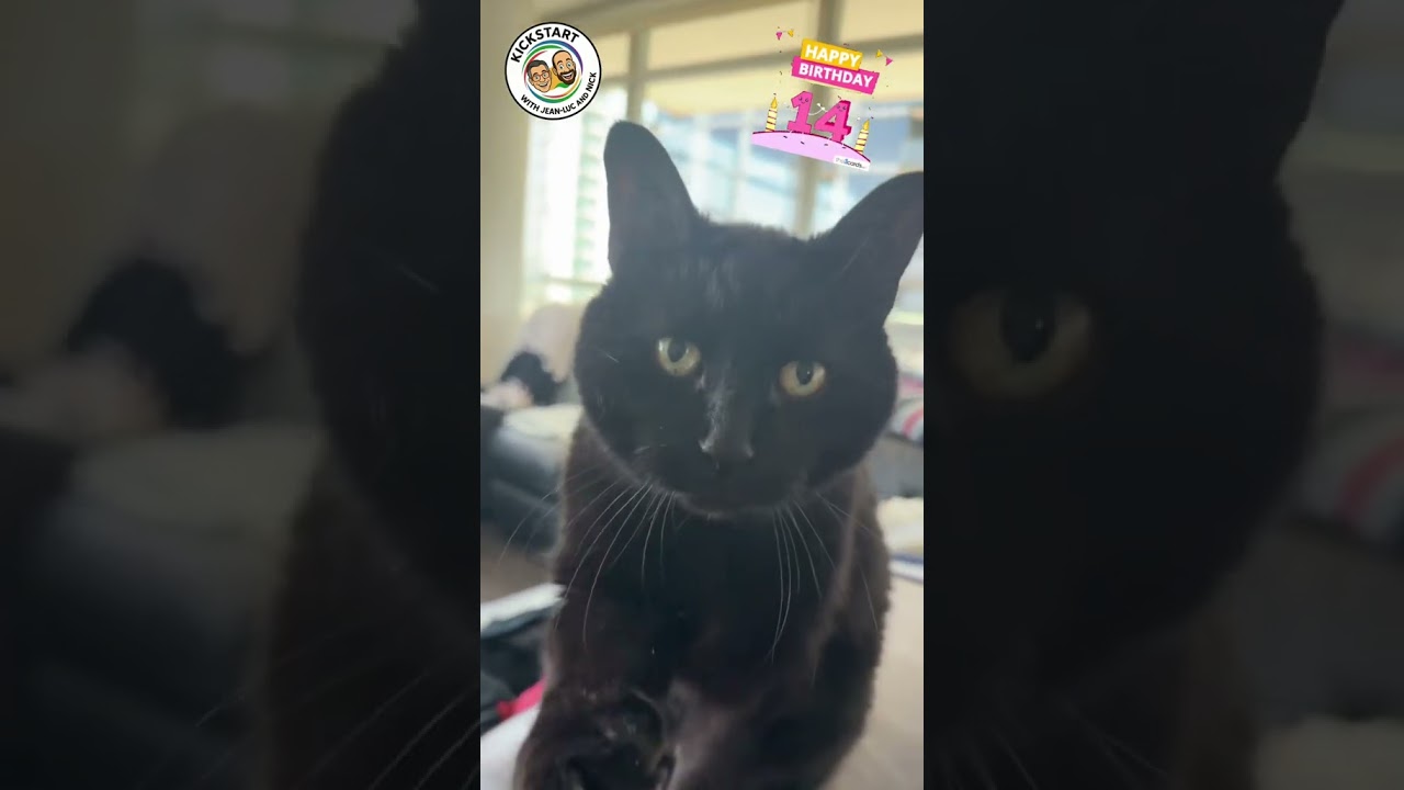 Happy Birthday Saba!! 14 years old today :) #jeanlucandnick