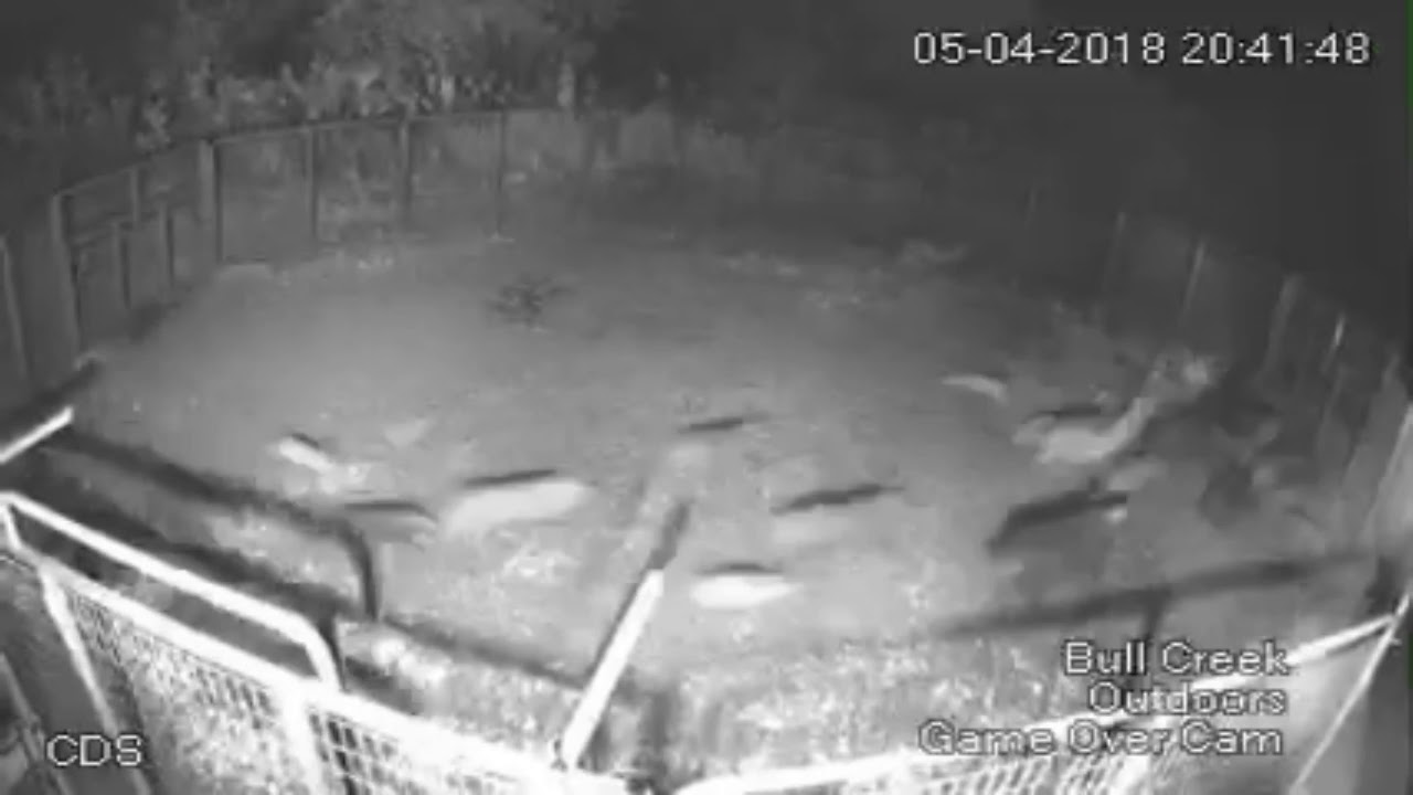 Bull Creek Outdoors Biggest Hog Catch todate YouTube