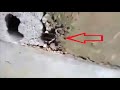 Painful video - Concrete over a Small Cat