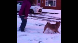 Loki Loves Snow by JustDuff 77 views 11 years ago 2 minutes, 24 seconds