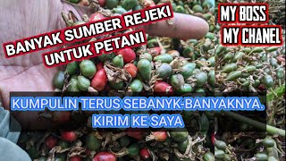 BURUAN CARI SEBANYAK-BANYAKNYA,,SUMBER REJEKI BARU BUAT PETANI