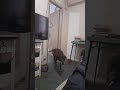 CÓMO OBTENER LA ATENCIÓN DE UN PERRO ESQUIVO