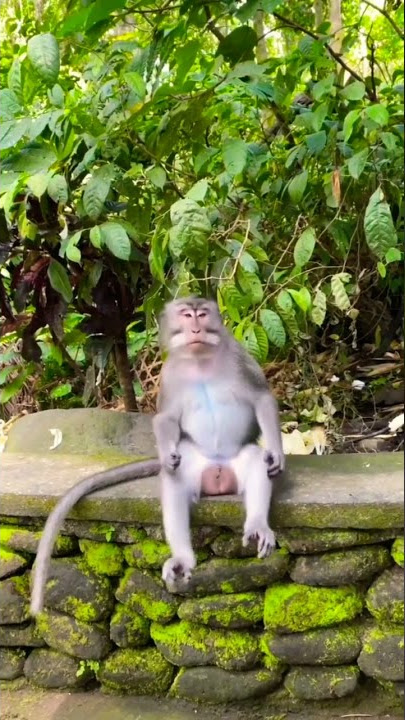 ajaran,y siapa ini, haduhhh🤣🤣 #short #shorts #monyet #cute #animals