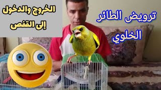 ترويض الطائر البري للخروج والرجوع إلى القفص