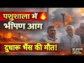 टांडा सिक्कावाला में भीषण आग: पशुशाला जलकर राख, दुधारू भैंस की मौत#bijnorprimeupdate 
