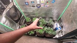 Germination, Propagation and seed development.