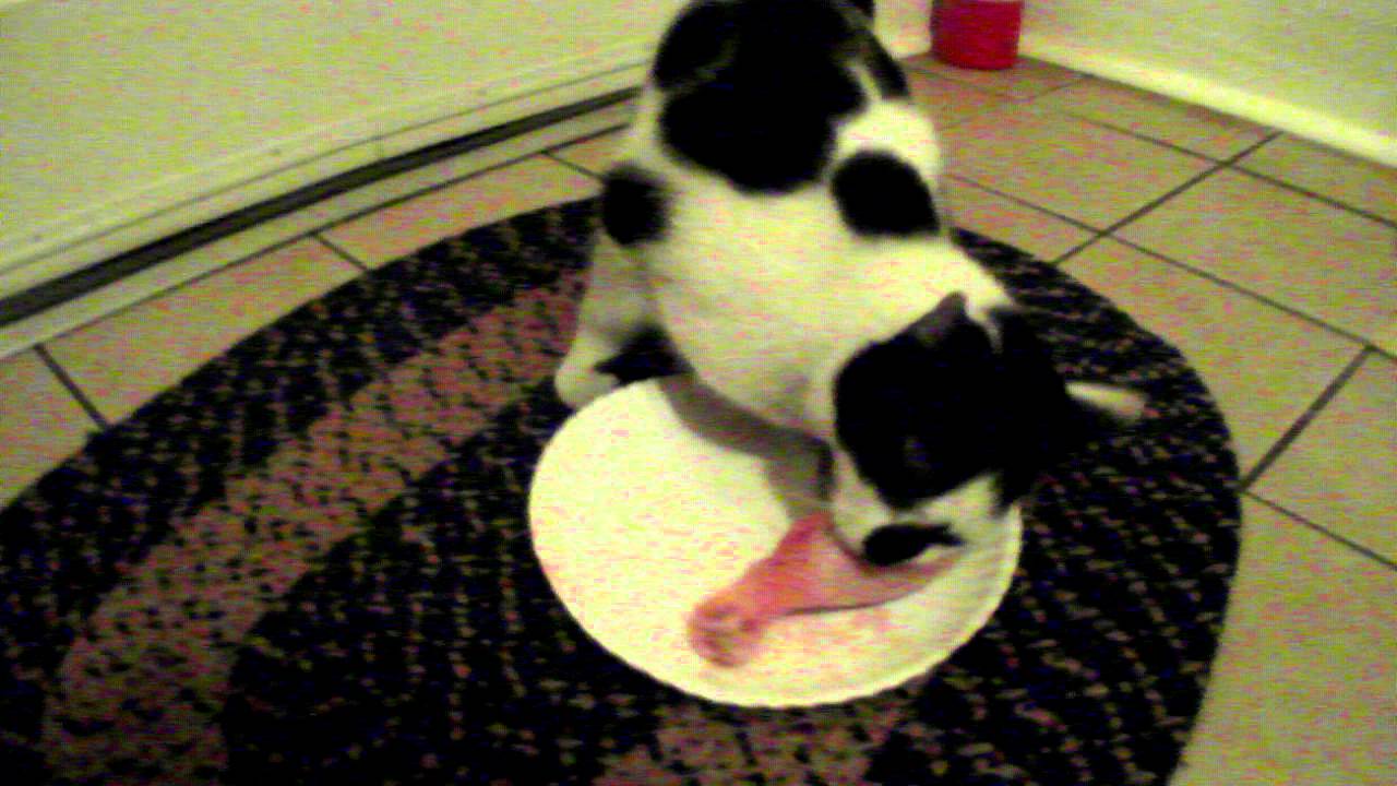 Cat Eating Chicken YouTube