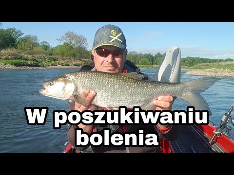 W poszukiwaniu bolenia