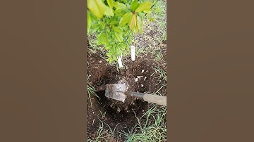 This is a must-have shovel if you need to dig up trees or stumps.