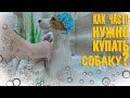 Уход за шерстью собаки. Как часто нужно купать собаку? Джек Рассел в ванне.