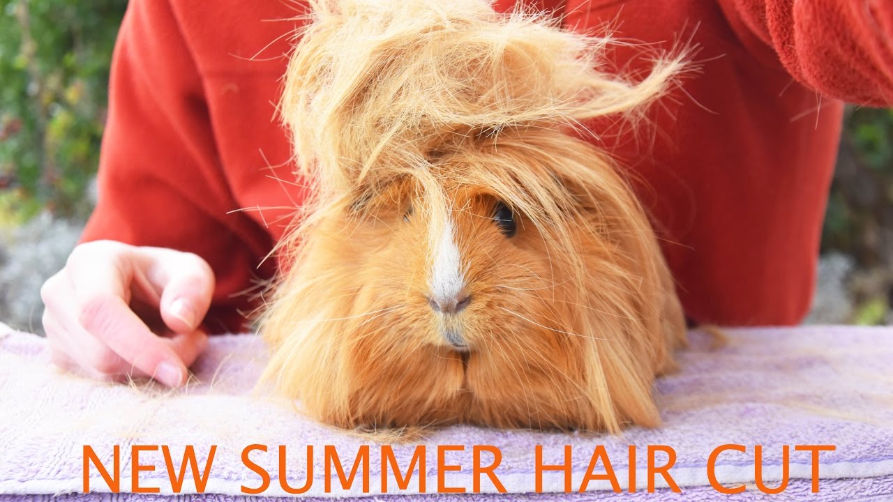 Mr Ginger The Guineapig Gets A Summer Hair Cut Youtube