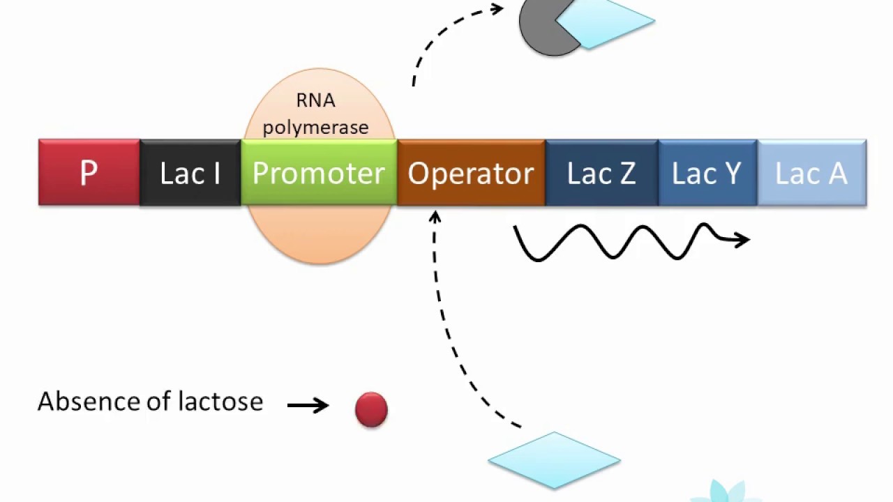 Lac Operon in Hindi - Regulation of gene expression in prokaryotes ...