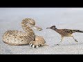Cobracobra cascavel  devorada viva por passarinho