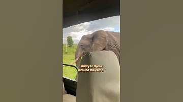Elephant Climbs Fence To Say Hello! 🐘