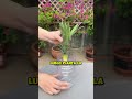 Nadie imaginó que cultivar piñas fuera tan fácil 🤯🍍
